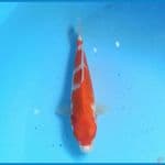 Kohaku 17 cm