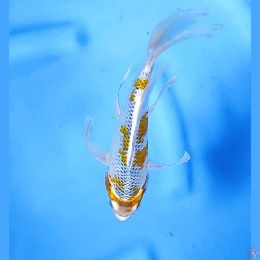 ( 22CM ) KUMPAY GHOSIKI YELLOW - F