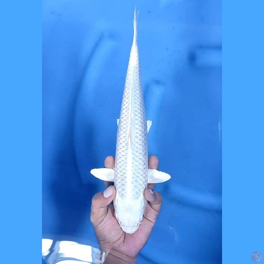 ( 32CM ) PLATINUM - F