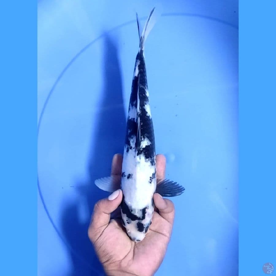 ( 29CM ) SHIRO MANTAP - F