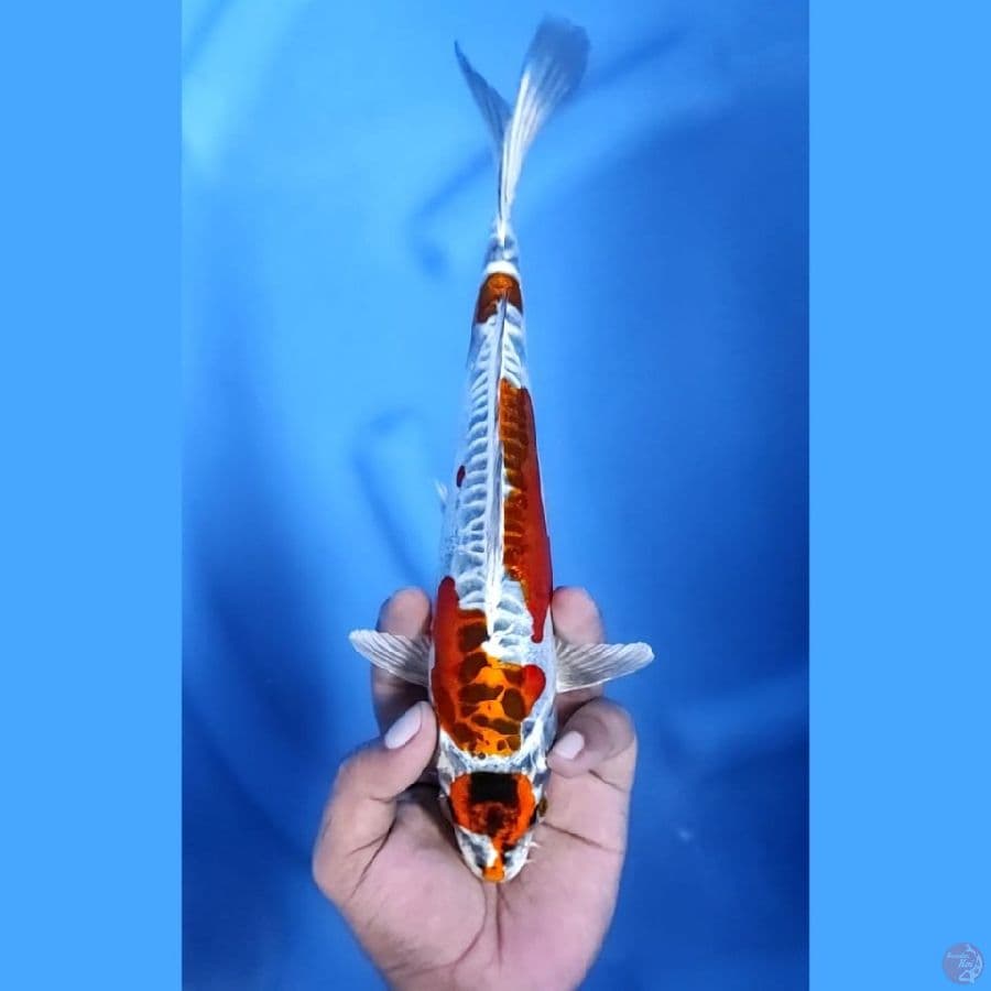 ( 26CM ) MARUTEN KIN KIKO - F