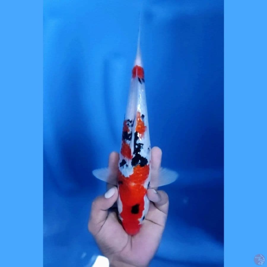 ( 28CM ) SANKE GINRIN MANTAP - M