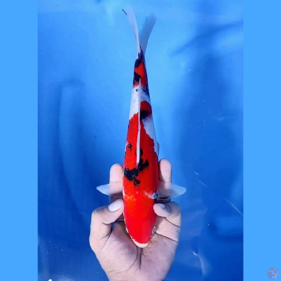 ( 27CM ) SANKE STRONG - M