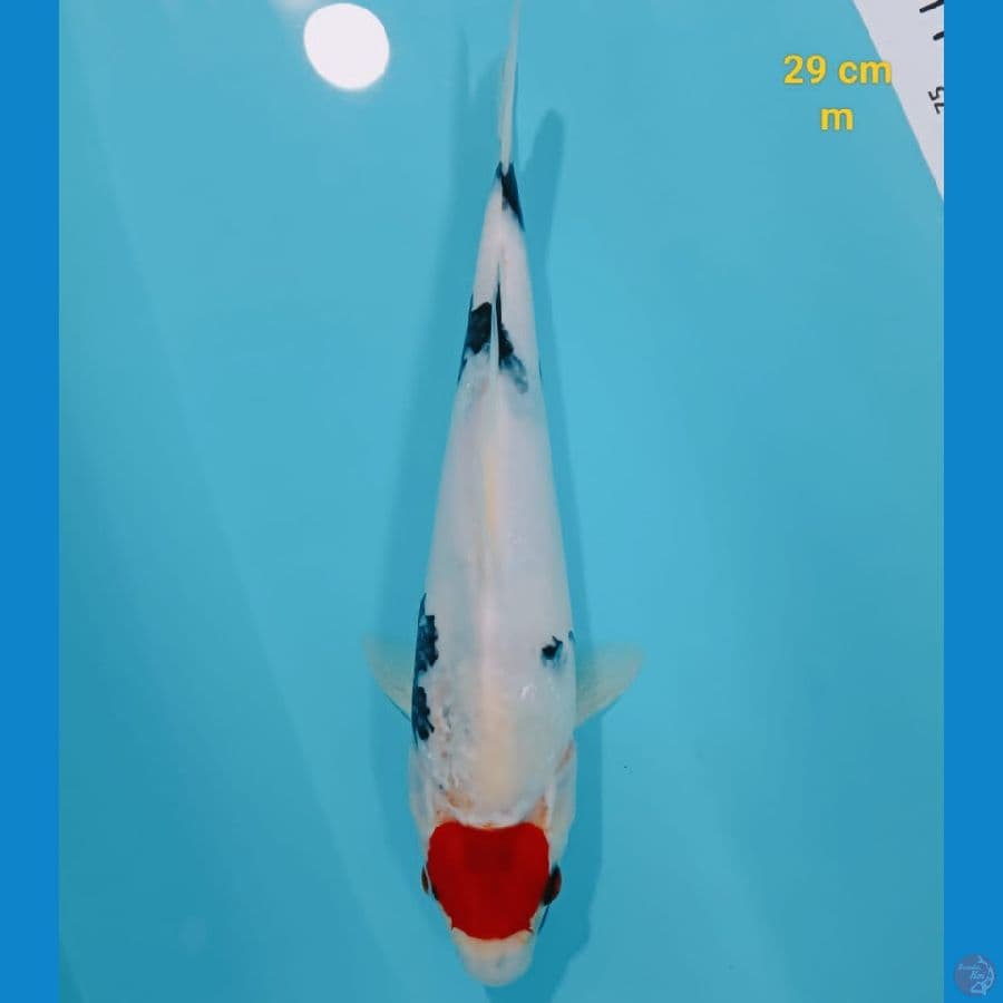 Tancho showa prospek male 30 cm