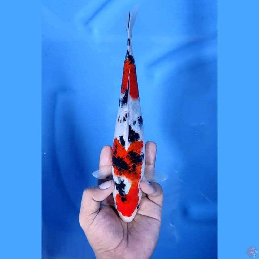 ( 26CM ) ORIGINAL MANTAP - F