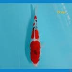 minion 19 cm