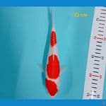 kohaku 23 cm