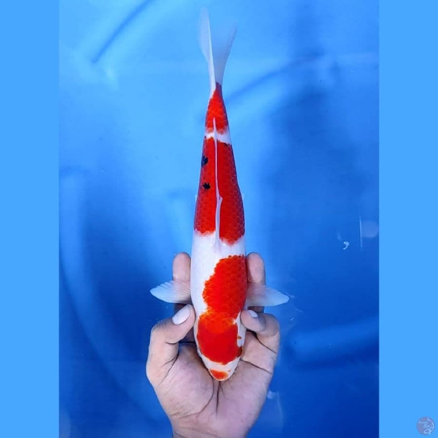 ( 29CM ) KUCHIBENI SANKE ORIGINAL - F