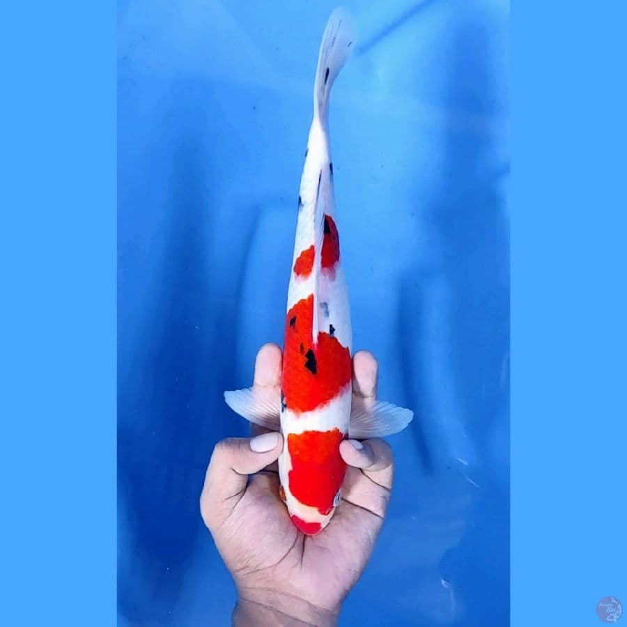 ( 28CM ) KUCHIBENI SANKE - F