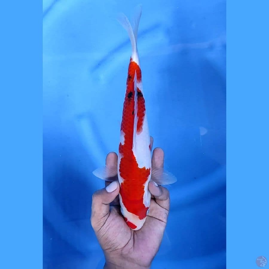 ( 28CM ) SANKE ORIGINAL - M