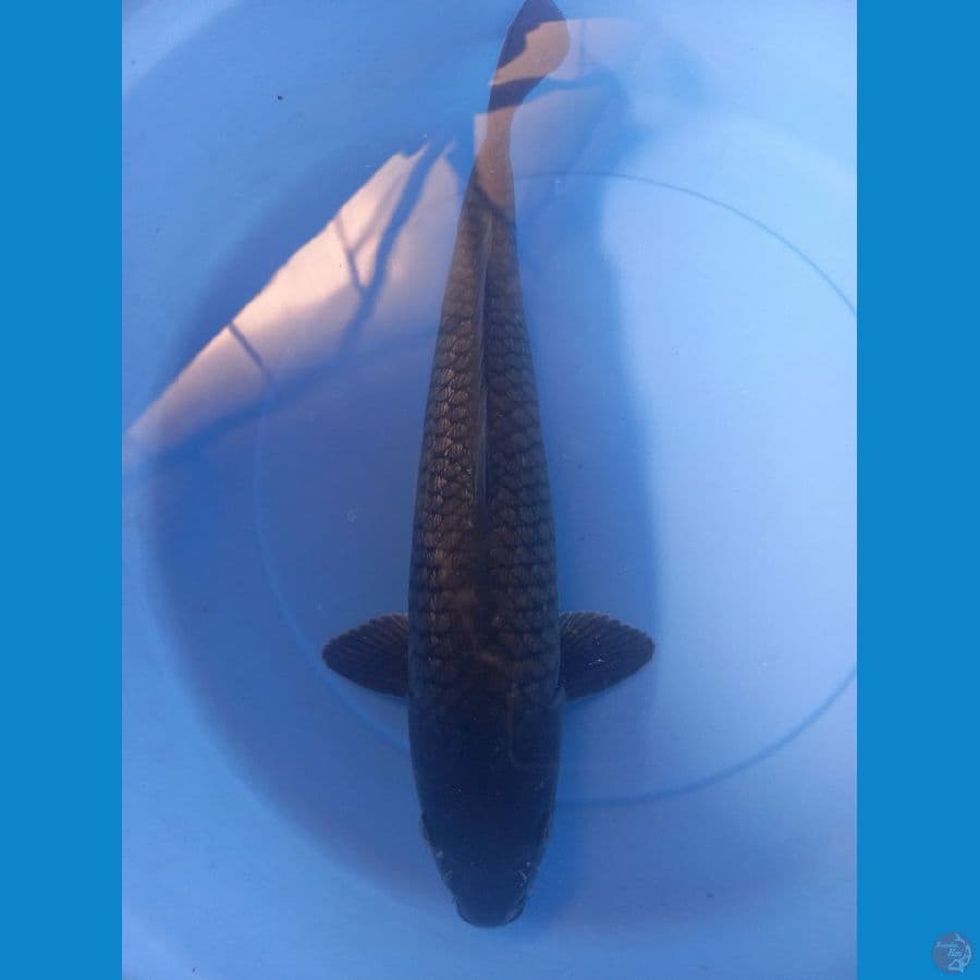 BLACK DIAMON 42 m