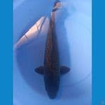 BLACK DIAMON 42 m
