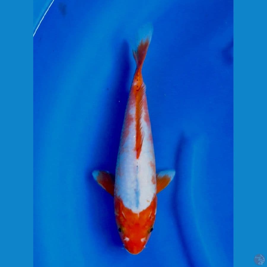 27cm , Kawarimono 