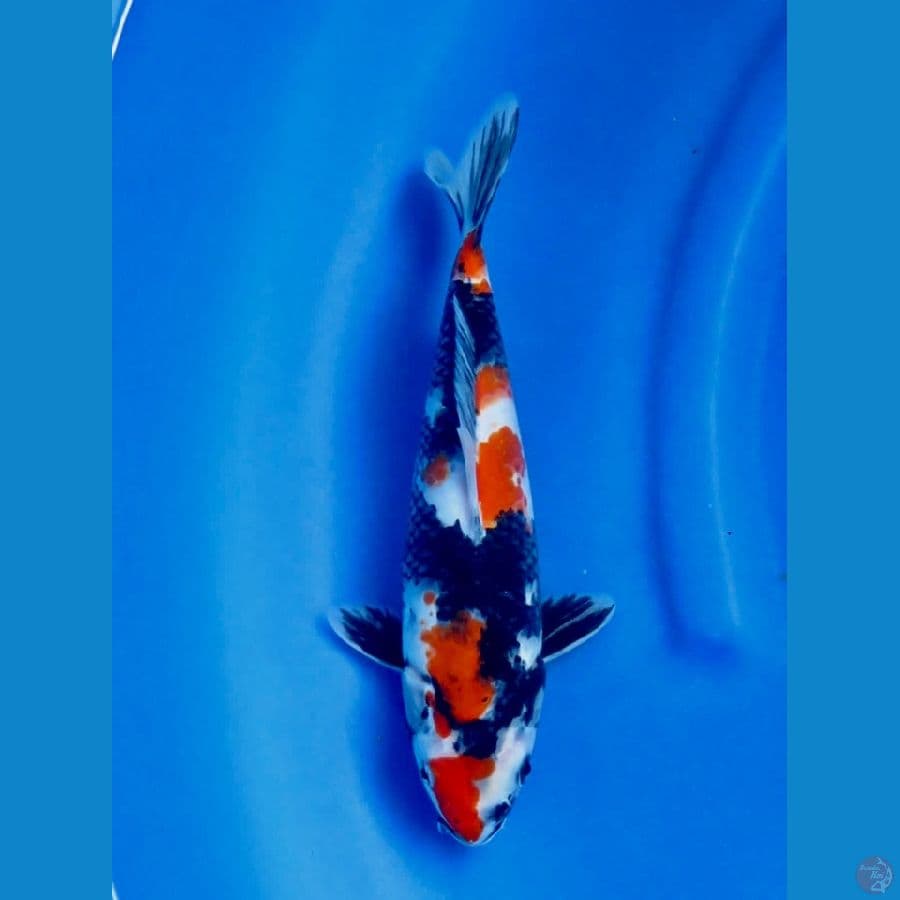 30cm , Ori Showa