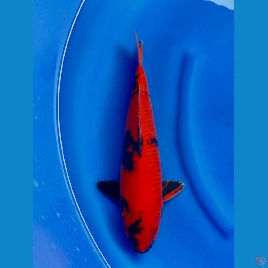 43cm , Tembus male