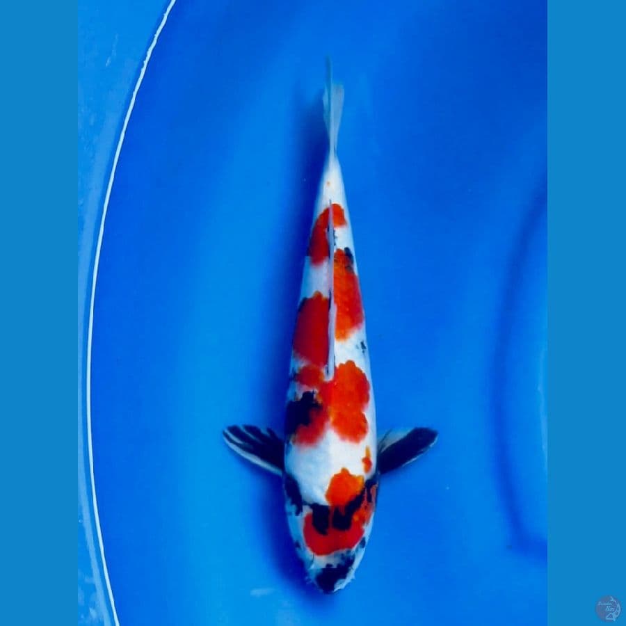 30cm , Ori Red Male kindai 