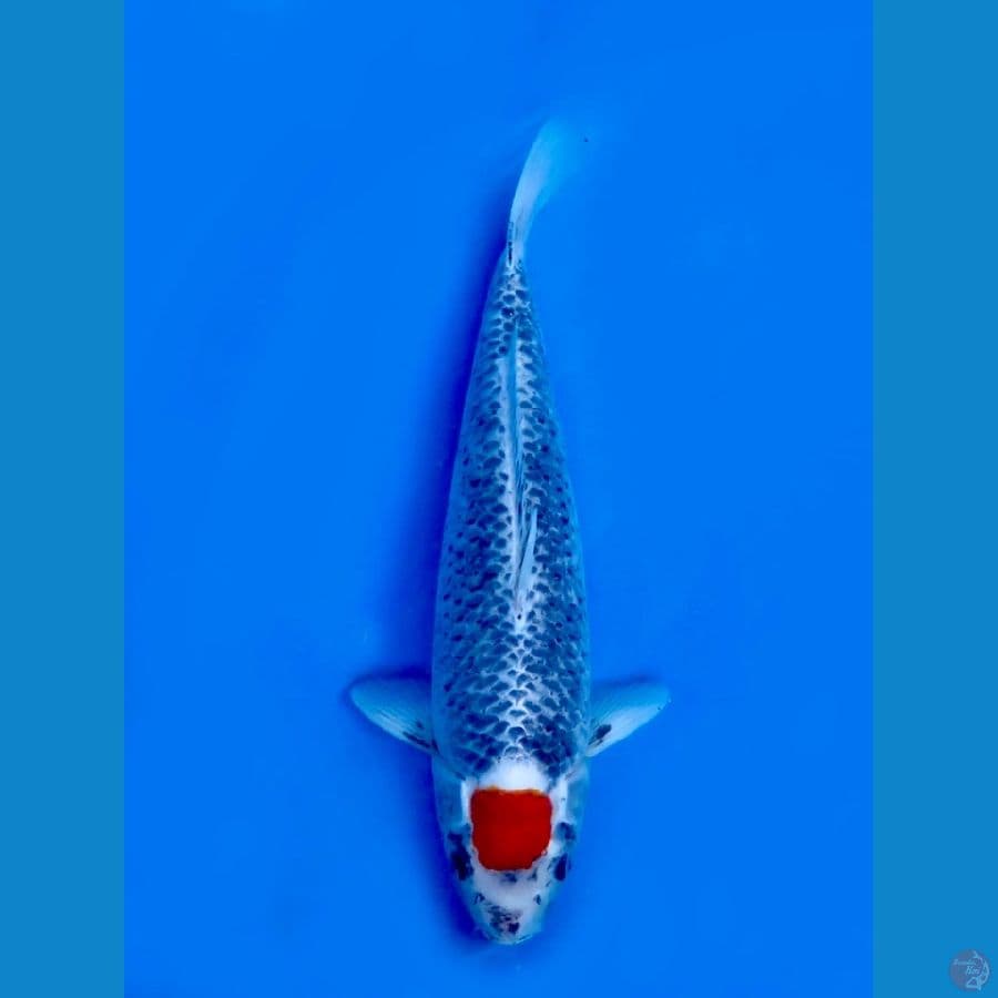 44cm ,  Jumbo T Goshiki 