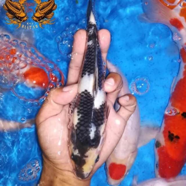 22cm Sepecial Shiro