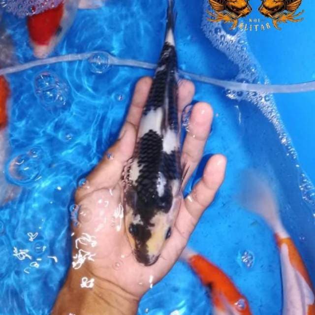 22cm Sepecial Shiro