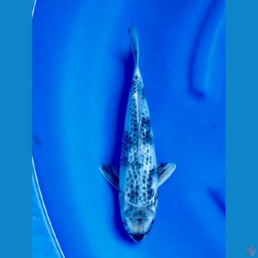 28cm , Jenis langka male 