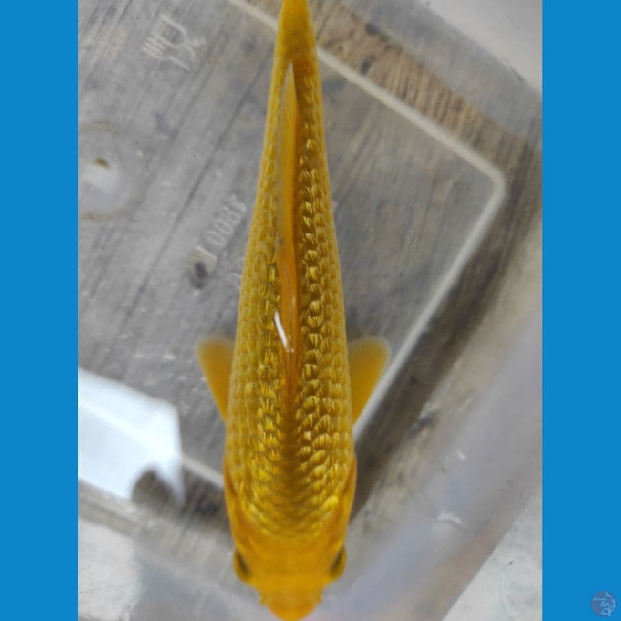 caramel 15cm