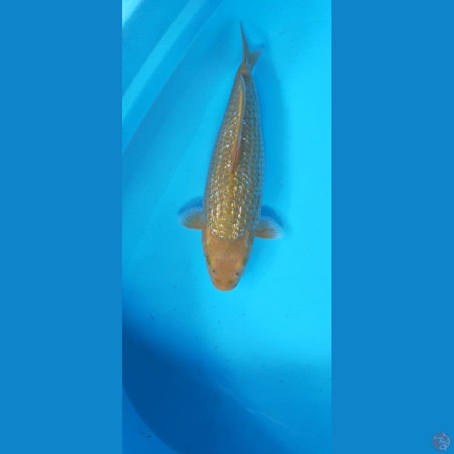 CAGOI GINRIN 35CM (MALE) 