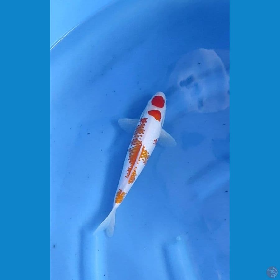 kohaku kanoko 25cm