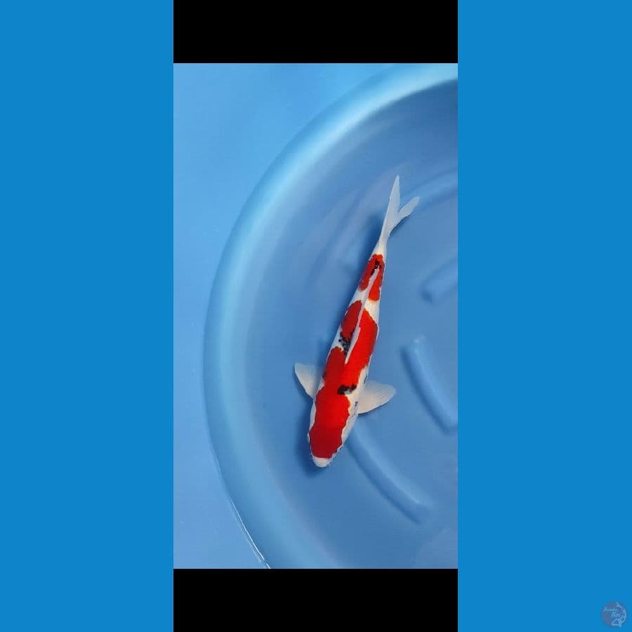 sanke 48cm male