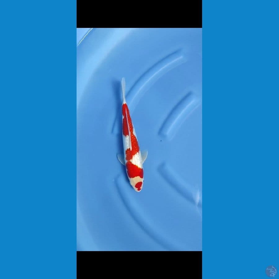 kohaku gindrind 30cm male