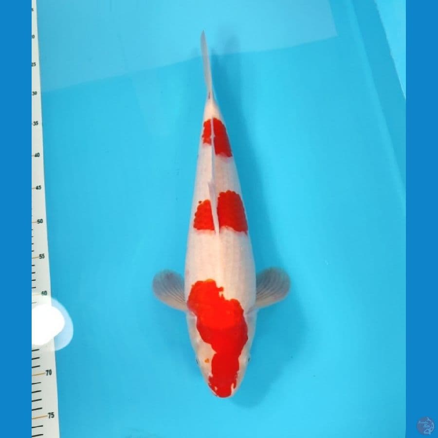 KOHAKU 47 CM - FEEMALE 