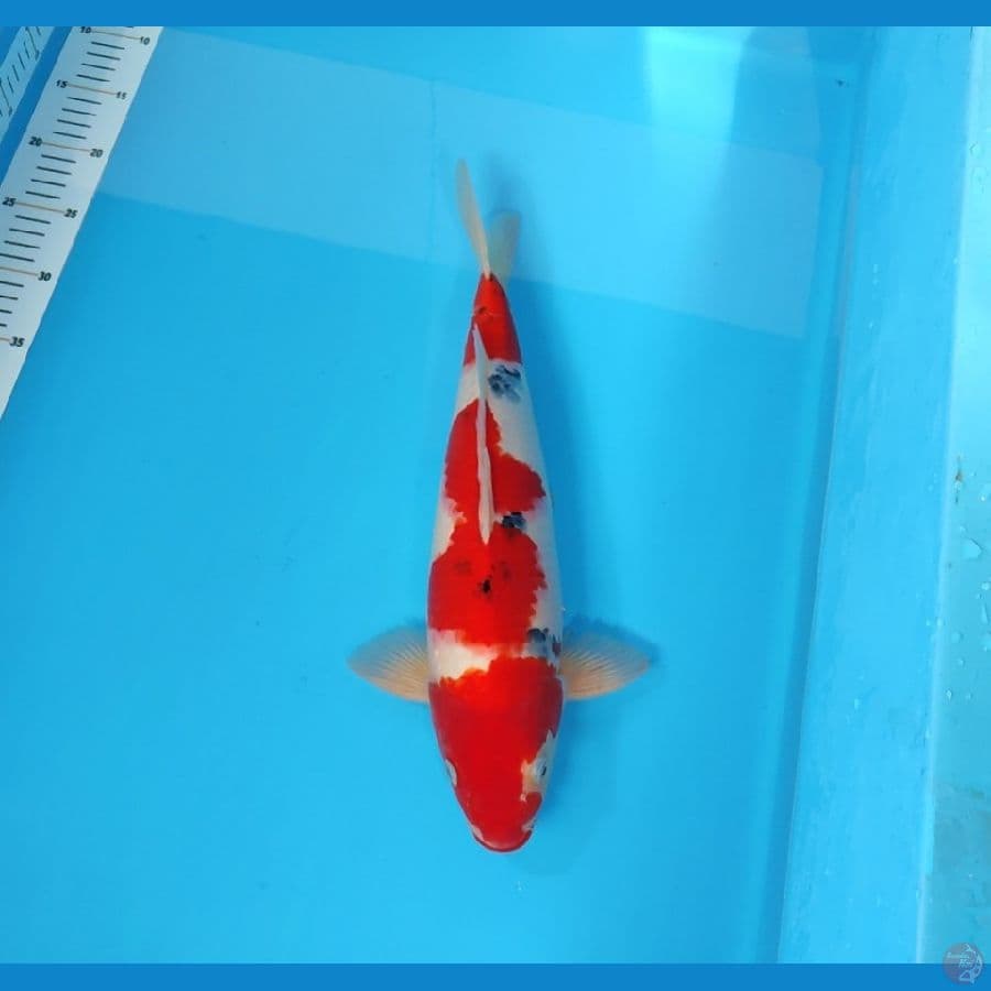 SANKE TATEGOI 43 CM - MALE