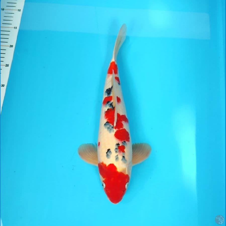 SANKE TATEGOI 38 CM - MALE