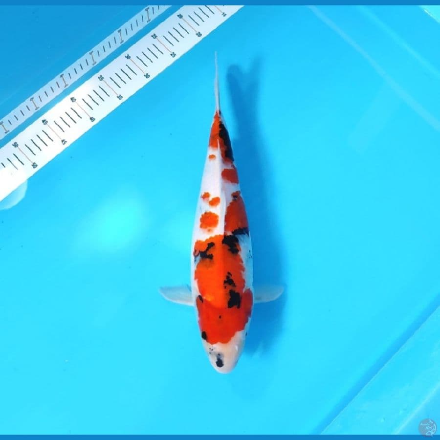 SHOWA BAKAT JUMBO 40 CM - FEEMALE 
