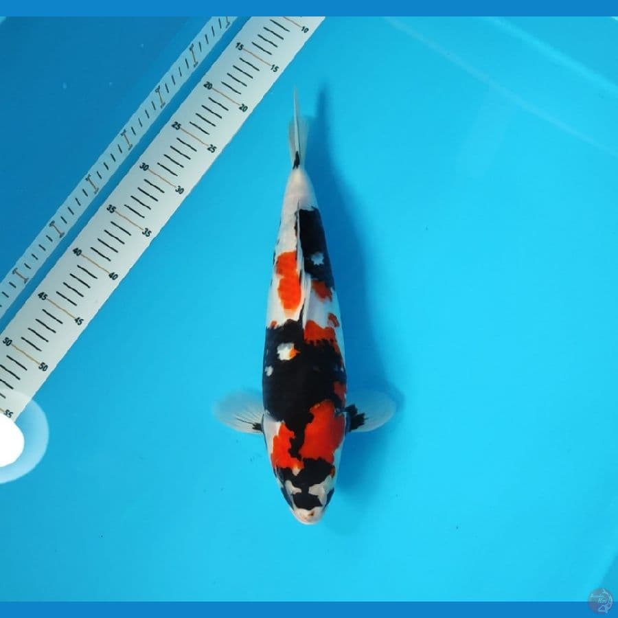 SHOWA 37 CM - FEEMALE 