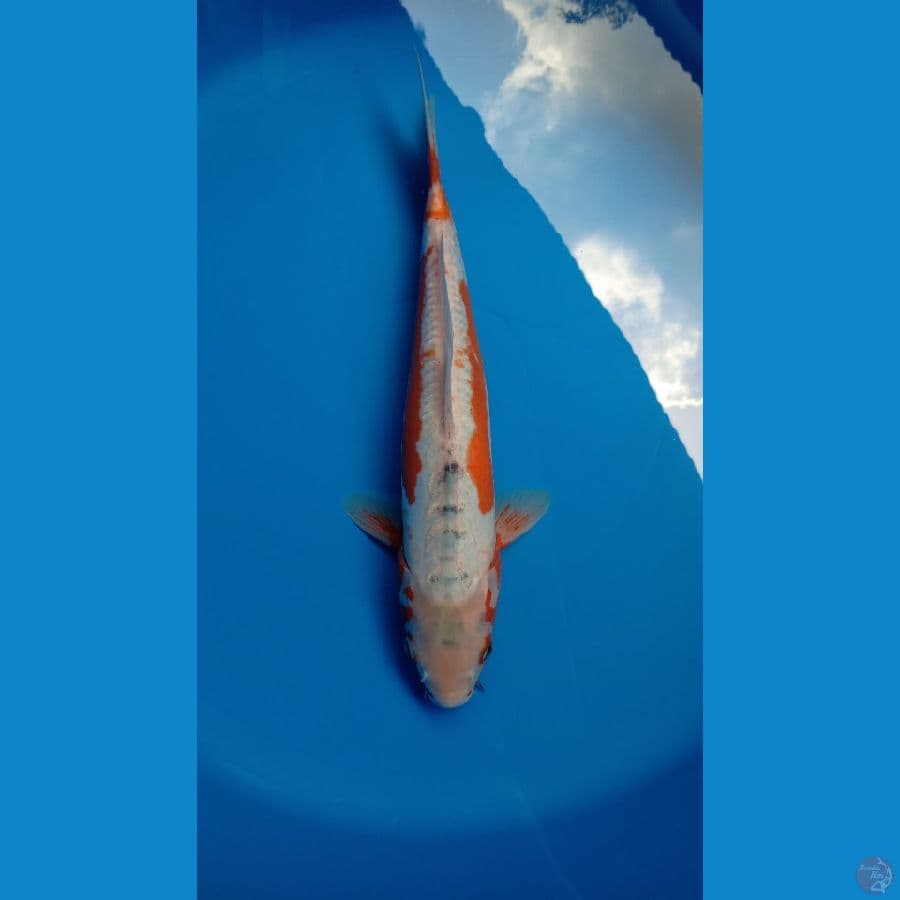 KOSUI HANA BAGUS JUMBO JANTAN 39CM 