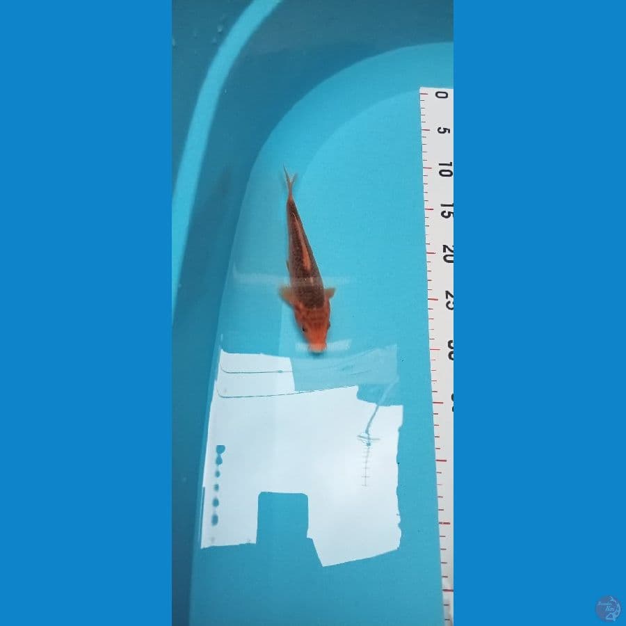 Aka Matsuba 19cm™
