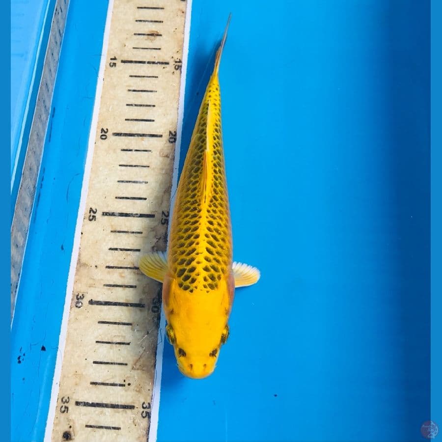 kin matsuba 20cm