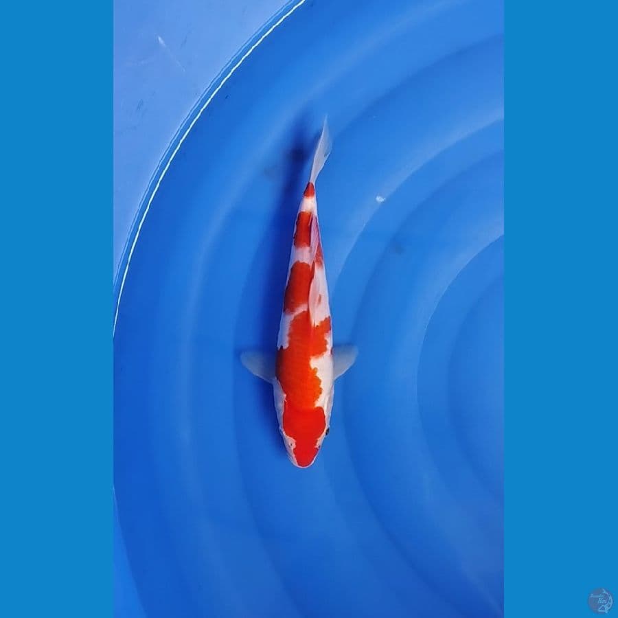 Kohaku
