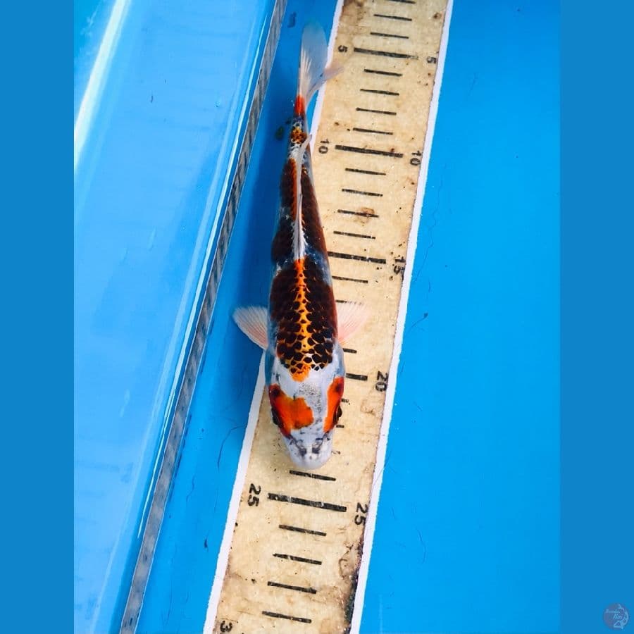 beni gingga 18cm