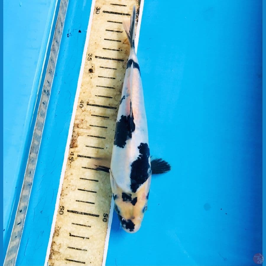 shiro doitsu 20cm