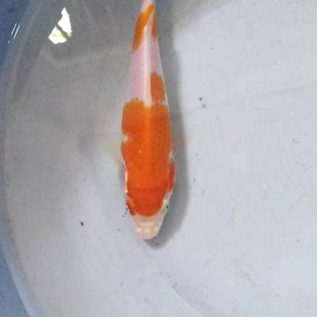 Kohaku 