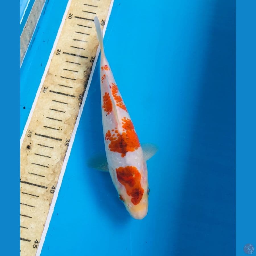 ai goromo kanoko 20cm