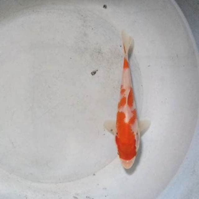 Kohaku 