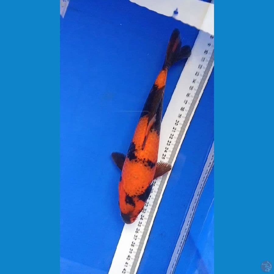 hi utsuri SQ 23 cm 
