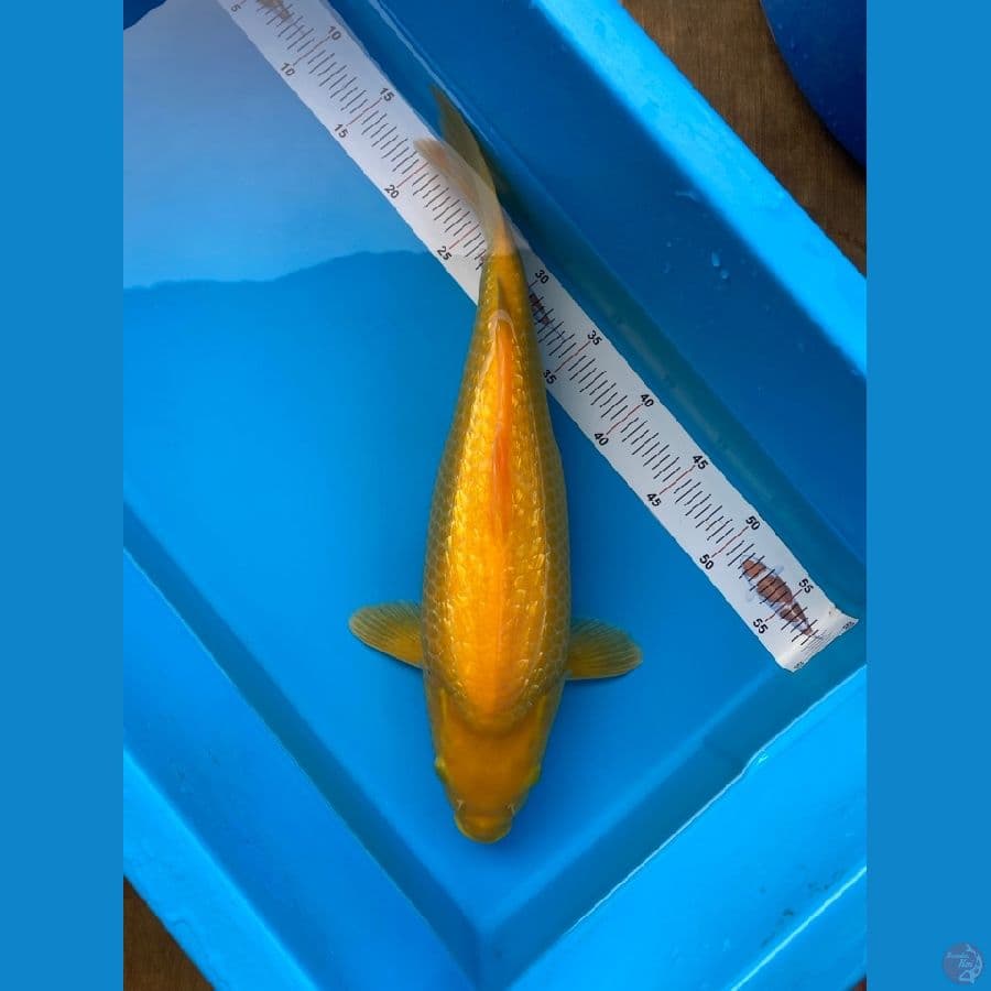 CARAMEL GINRIN MUNUK 44CM 