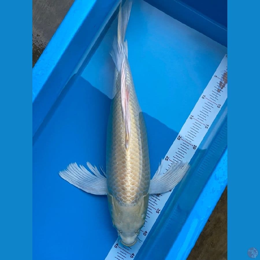 SLAYER OGON 50CM
