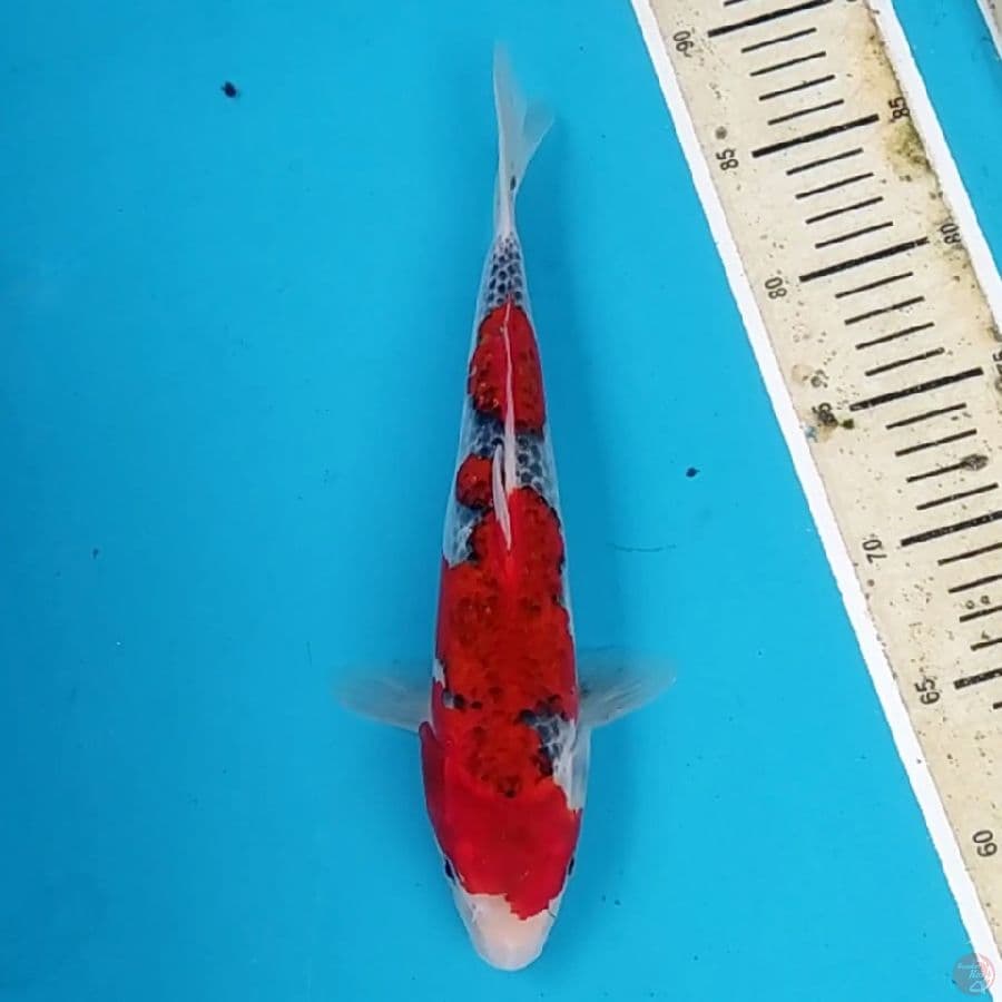 Goshiki ~31 F