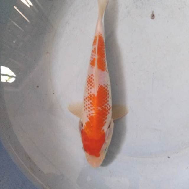 Kanoko kohaku II