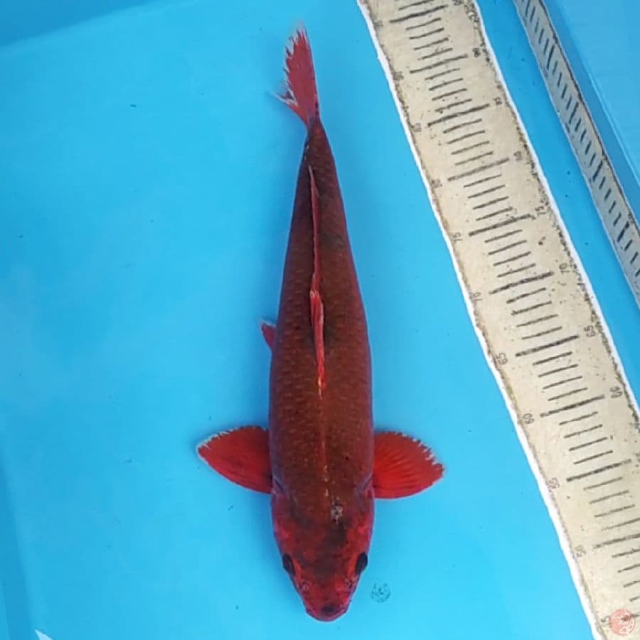 Aka Matsuba ~44 M