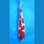 Kohaku.. 32cm.fm